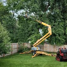 Professional Tree Care  in Farmington, UT