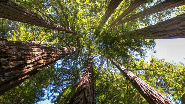 How Our Tree Care Process Works  in  Farmington, UT